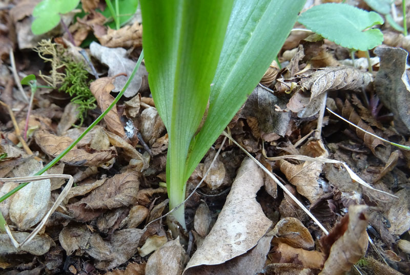 Ophrys insectifera subsp. insectifera